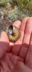 Powelliphanta marchanti