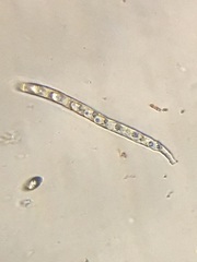 Neottiella