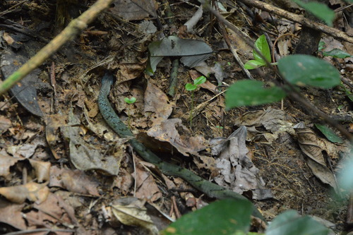 Forest Night Adder