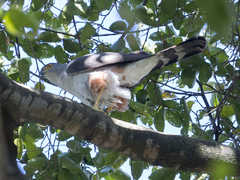 Accipiter bicolor