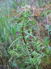 Pedicularis parviflora
