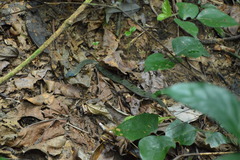 Causus lichtensteinii