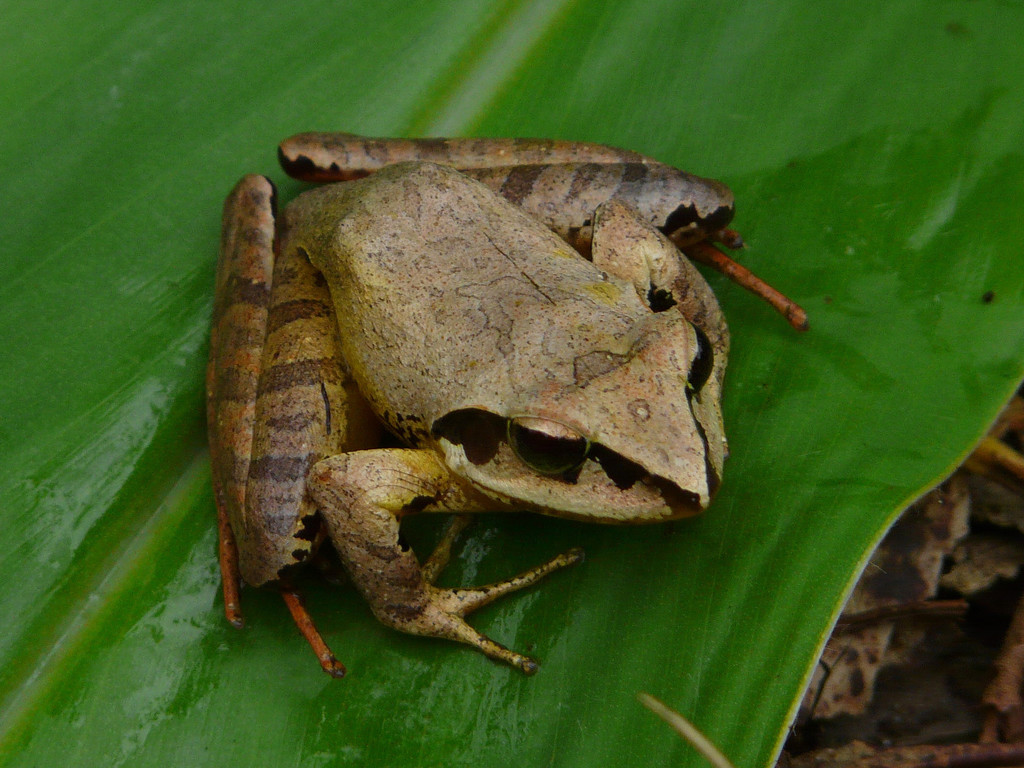 Madagascar Jumping Frog