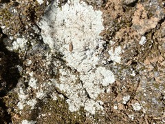 Phlyctis petraea