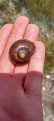 Powelliphanta marchanti