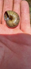 Powelliphanta marchanti