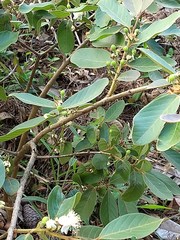 Psidium cattleyanum
