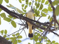 Setophaga ruticilla