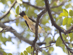 Setophaga ruticilla