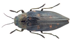 Buprestis consularis