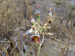 Cotyledon papillaris