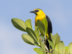 Gymnomystax mexicanus