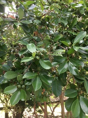 Psidium cattleyanum