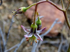 Cotyledon papillaris