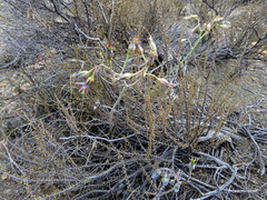Cotyledon papillaris