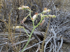 Cotyledon papillaris