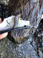 Lepidonotus squamatus