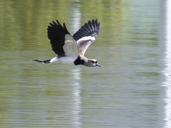 Vanellus chilensis