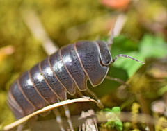 Armadillo officinalis