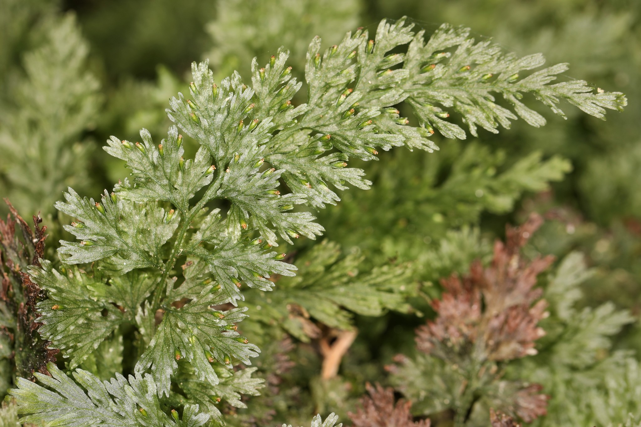 Vandenboschia boschiana