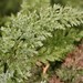 Vandenboschia boschiana - Photo (c) Paul Marcum, μερικά δικαιώματα διατηρούνται (CC BY-NC), uploaded by Paul Marcum