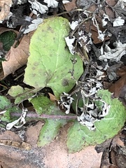 Septoria sonchifolia