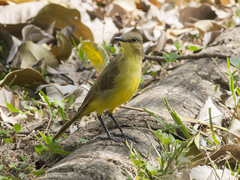 Machetornis rixosa