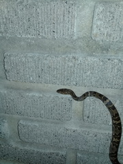 Trimorphodon quadruplex