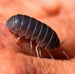 Armadillo officinalis