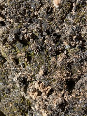 Fuscopannaria mediterranea