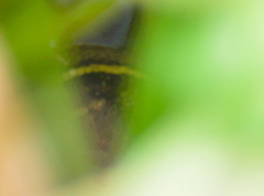 Pholidobolus montium