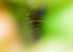 Pholidobolus montium