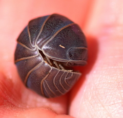 Armadillo officinalis