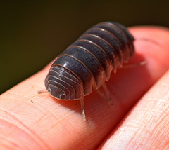 Armadillo officinalis