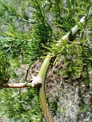 Asparagus multiflorus