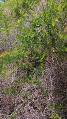 Asparagus multiflorus