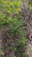Asparagus multiflorus