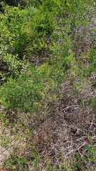 Asparagus multiflorus