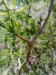 Asparagus multiflorus