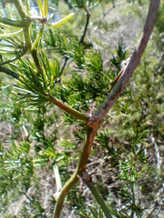 Asparagus multiflorus
