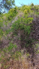 Asparagus multiflorus
