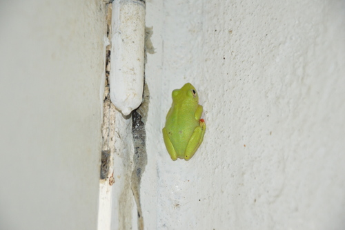 Olive Reed Frog