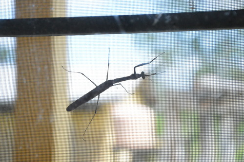 Plistospilota insignis