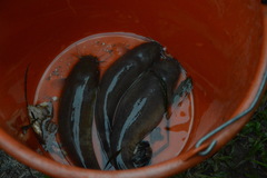 Malapterurus electricus