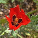 Red Horned Poppy - Photo (c) Kostas Zontanos, some rights reserved (CC BY-NC), uploaded by Kostas Zontanos
