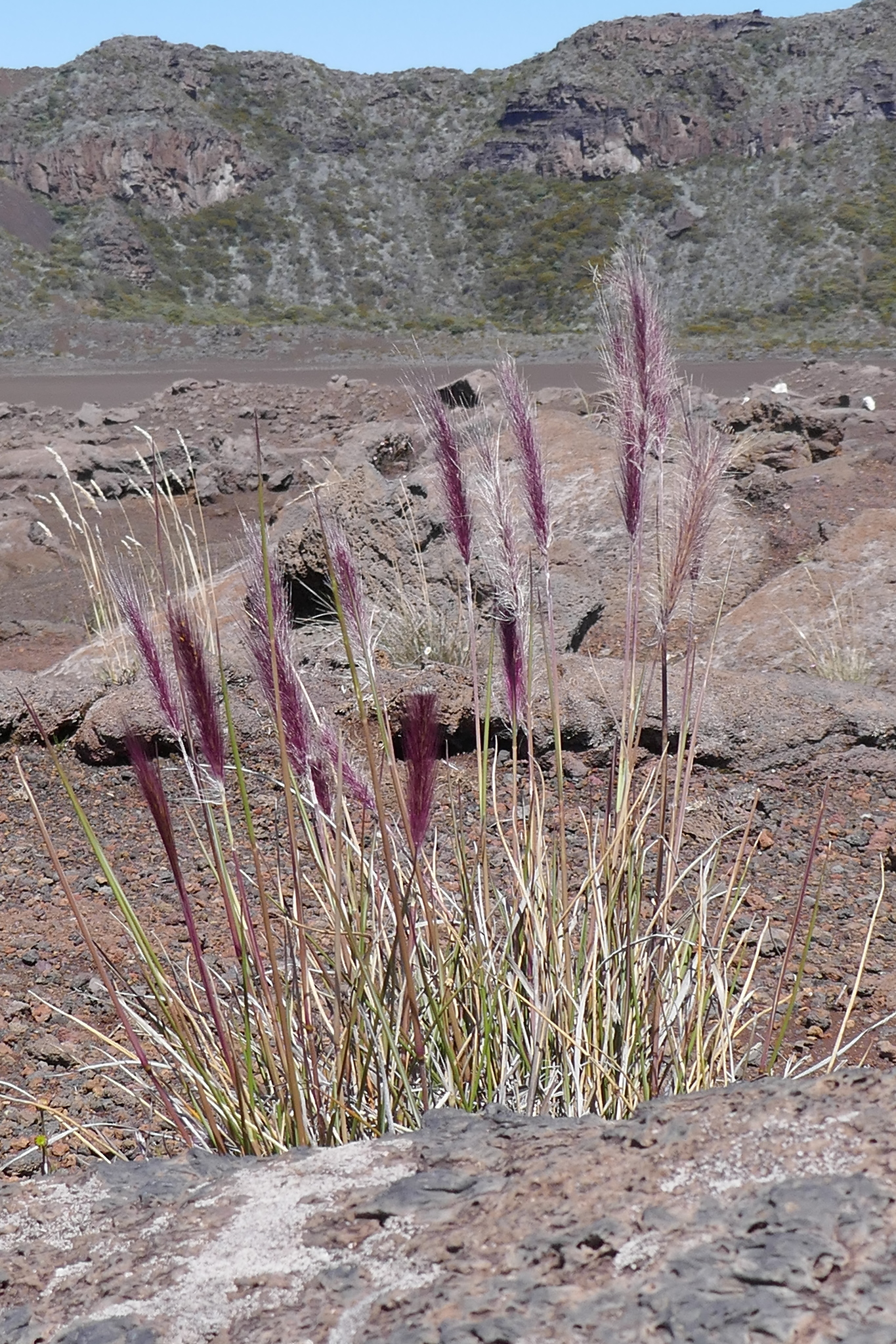 (c) thierrycordenos, certains droits réservés (CC BY-NC) https://www.inaturalist.org/observations/67418790