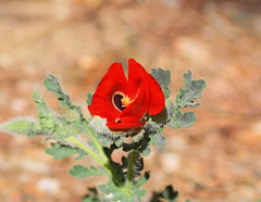 Glaucium corniculatum
