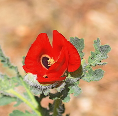 Glaucium corniculatum