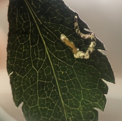 Bucculatrix staintonella