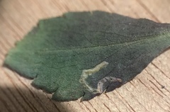 Bucculatrix staintonella